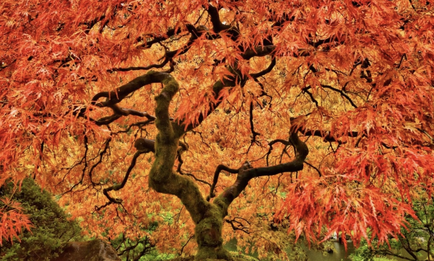 Maple Tree